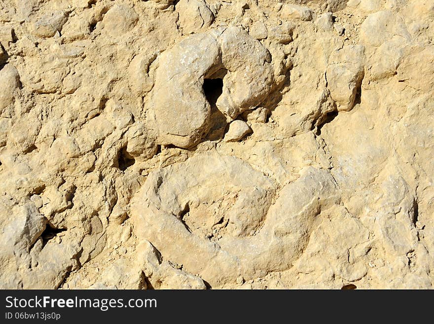 Fossils of Ammonites.