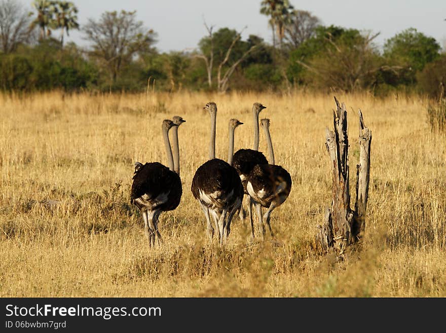 Ostrich Stag Herd