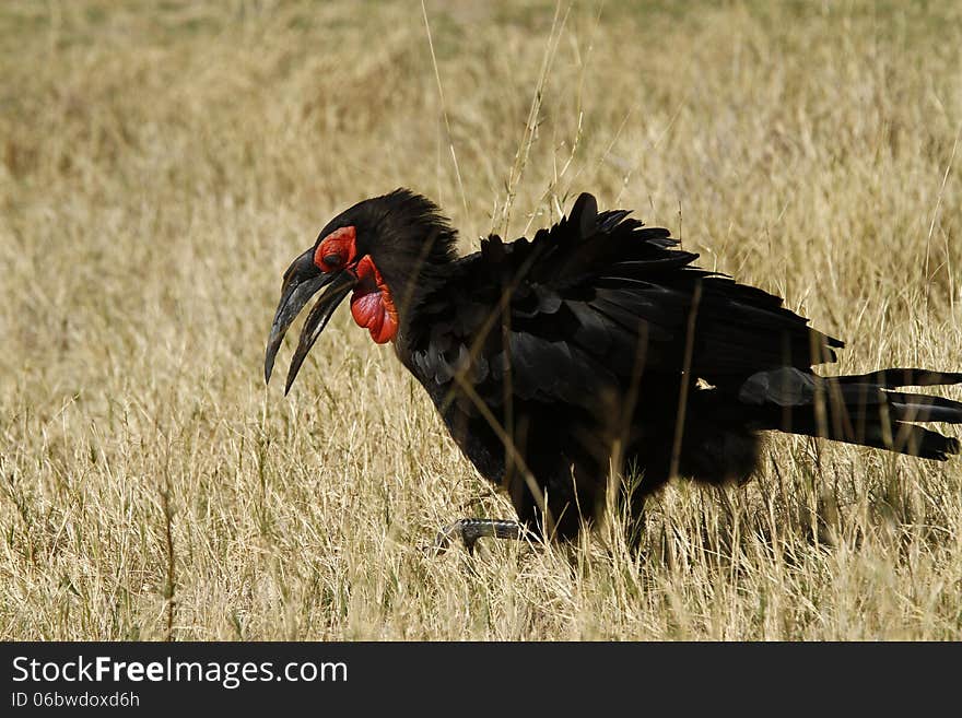 This larger Ground Hornbill is the slowest breeding [triennially] & longest lived of all birds. This larger Ground Hornbill is the slowest breeding [triennially] & longest lived of all birds.