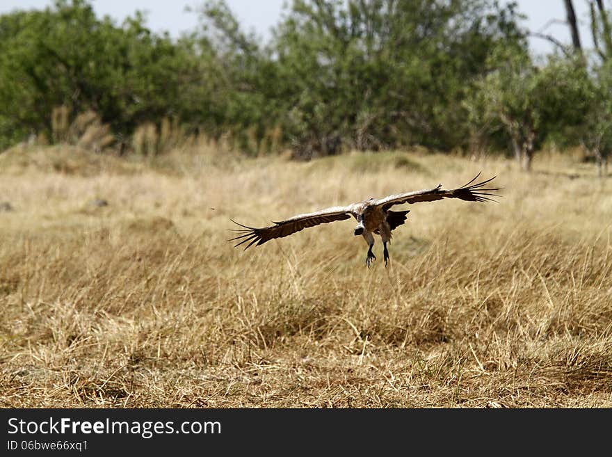 White-Backed Vulture in Flight