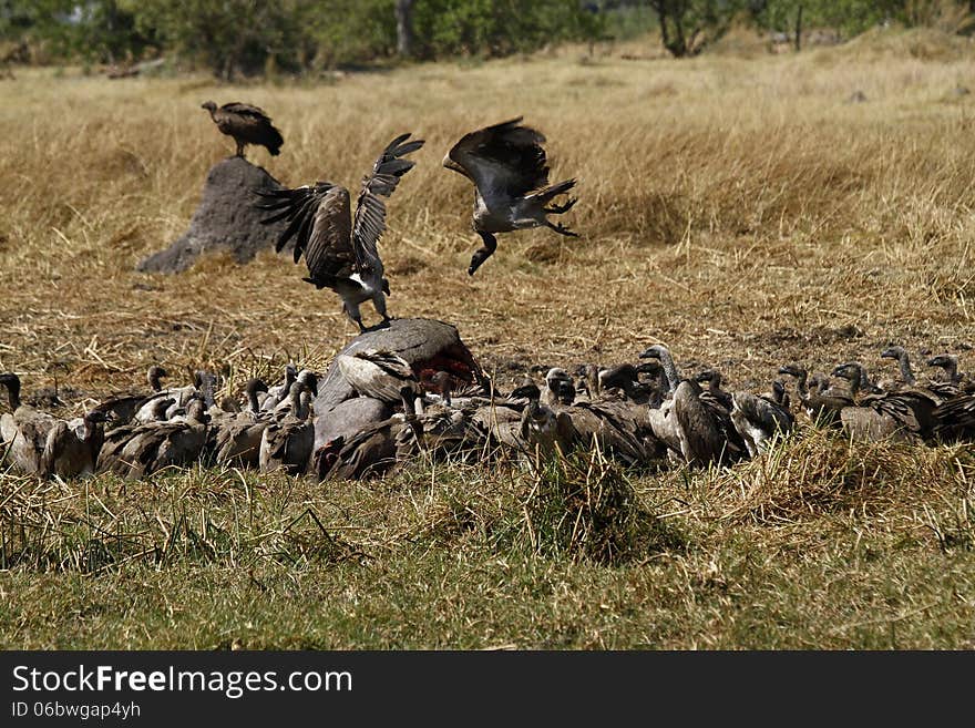 Vultures doing what they do best, keeping Africas continent clean. Vultures doing what they do best, keeping Africas continent clean.