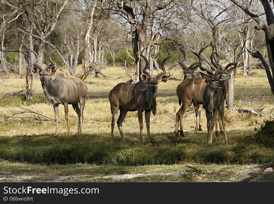 Male Greater Kudu have large manes running along their throats & large horns with two & a half twists. Male Greater Kudu have large manes running along their throats & large horns with two & a half twists