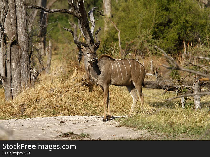 Kudus are elusive creatures, they are also one of the largest antelopes in Africa. Kudus are elusive creatures, they are also one of the largest antelopes in Africa