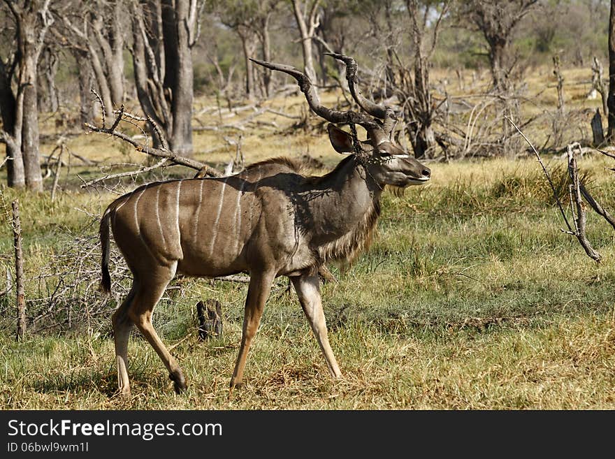 African Greater Kudu Bull