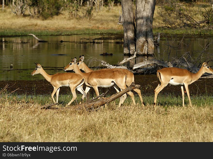 Okovango Delta, Botswana. Impala are the most numerous antelope to be seen here. Okovango Delta, Botswana. Impala are the most numerous antelope to be seen here.