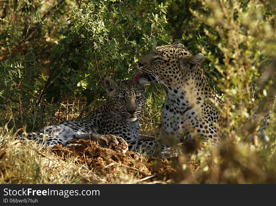 Mum cleaning her baby leopard