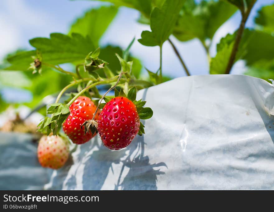 The organic strawberry farm in Thailand