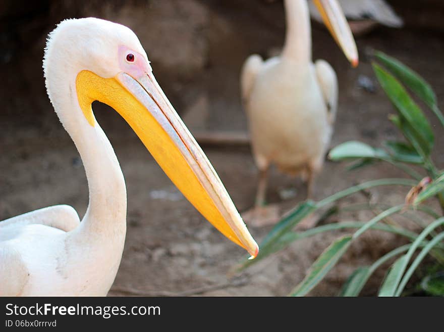 Photo of a beautiful Happy Swan. Photo of a beautiful Happy Swan