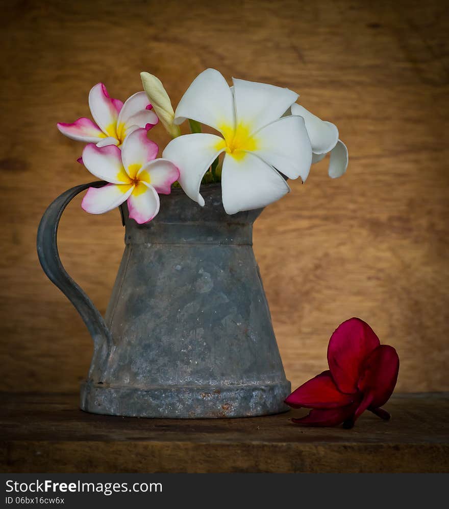 Plumeria flower