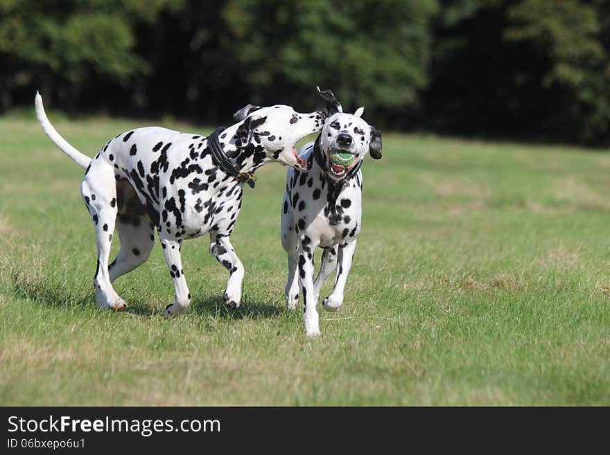 Two Dalmatians playing in the park with tennis ball.