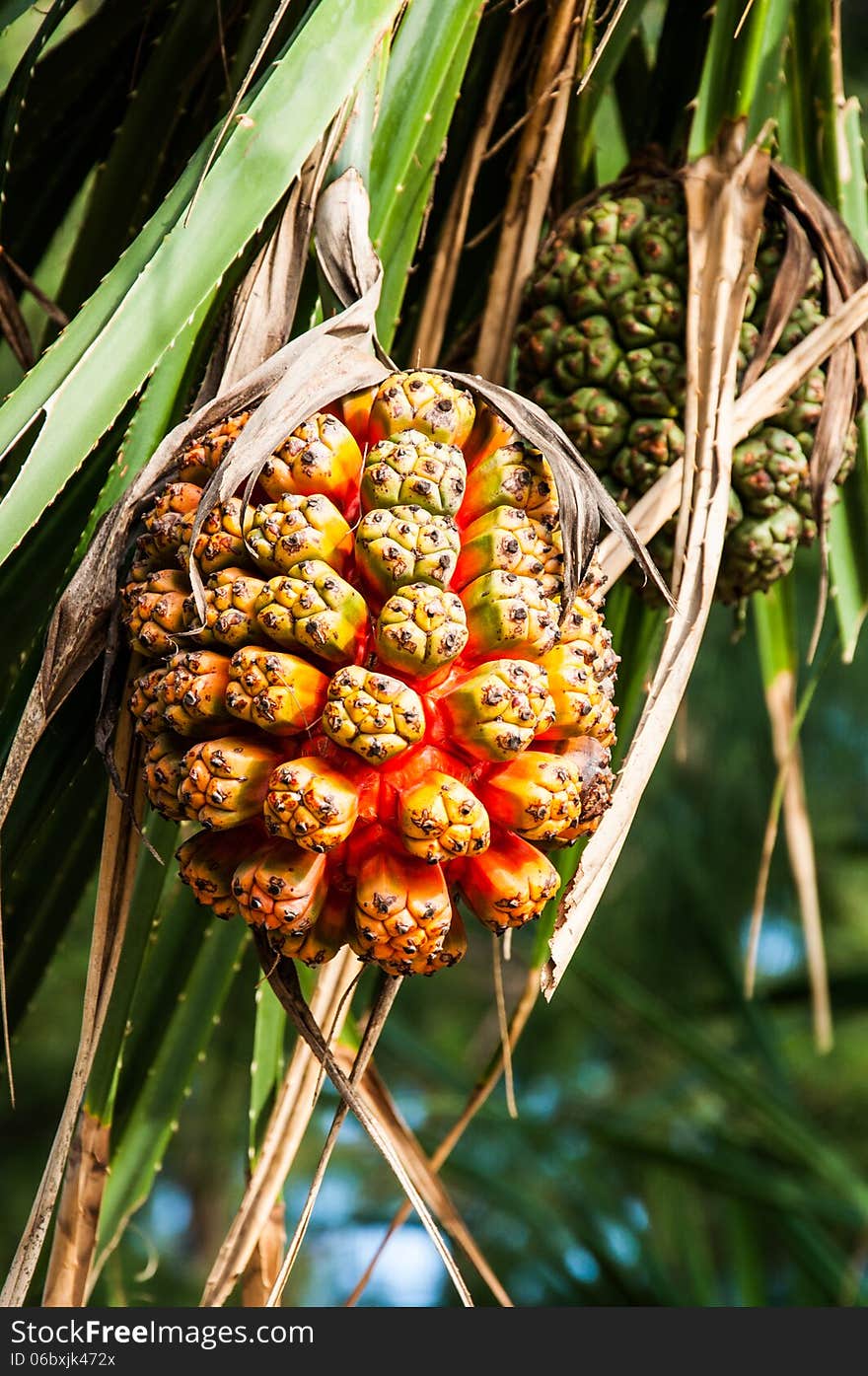 Pandanus tree or Pandanus tectorius or Pandanus odoratissimus is tropical tree grow in mangrove forest and beach. Pandanus tree or Pandanus tectorius or Pandanus odoratissimus is tropical tree grow in mangrove forest and beach