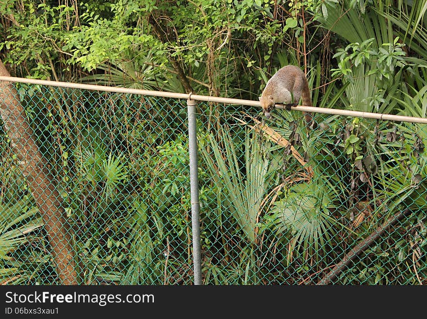 Coati On A Fence