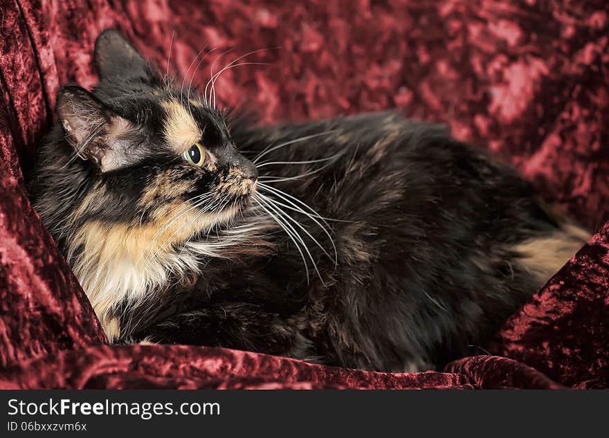 Fluffy tortoiseshell cat on burgundy background