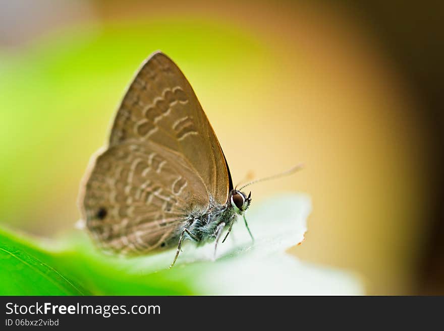 Butterfly in pang sida national park thailand. Butterfly in pang sida national park thailand