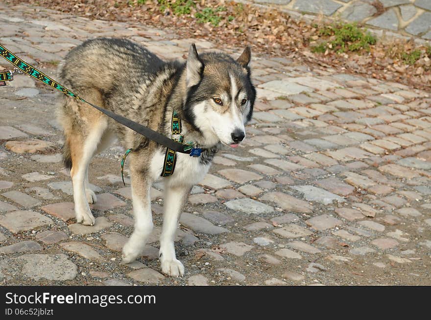 Beautiful furry dog leading on a leash. Beautiful furry dog leading on a leash.