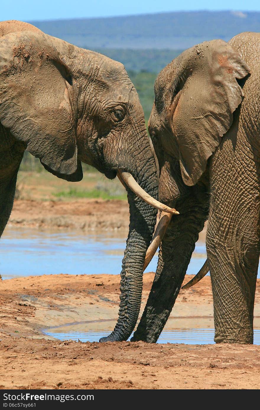 Elephants nuzzling