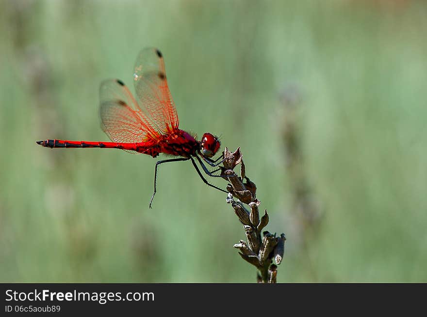 Red dragonfly on dead lavendar