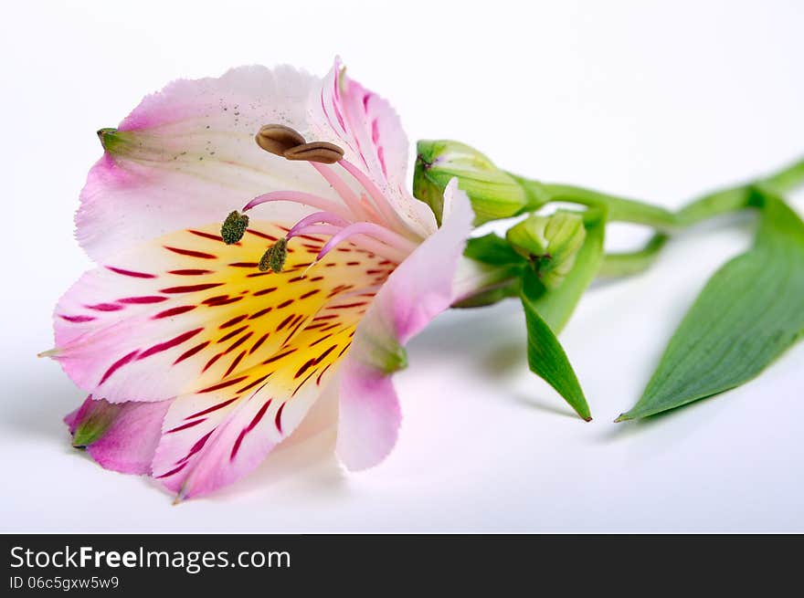 Flower bud on white background