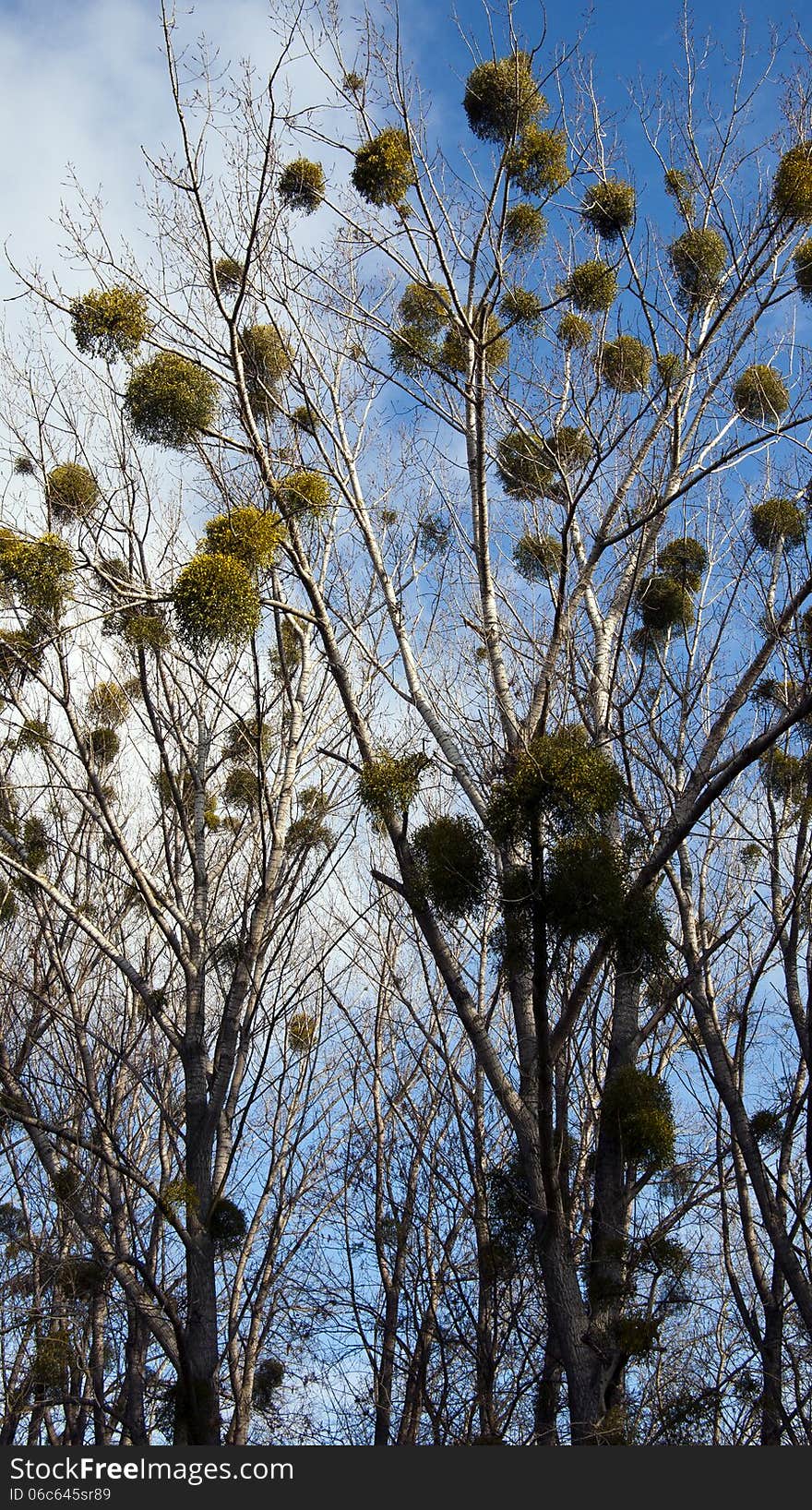 Green mistletoe growing in a treetop.