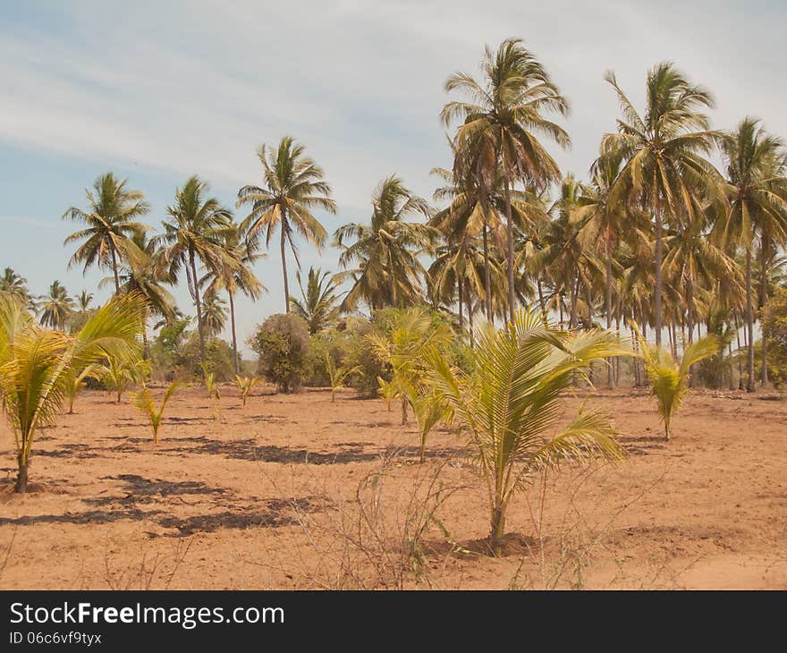 Palm trees in Mazatlan