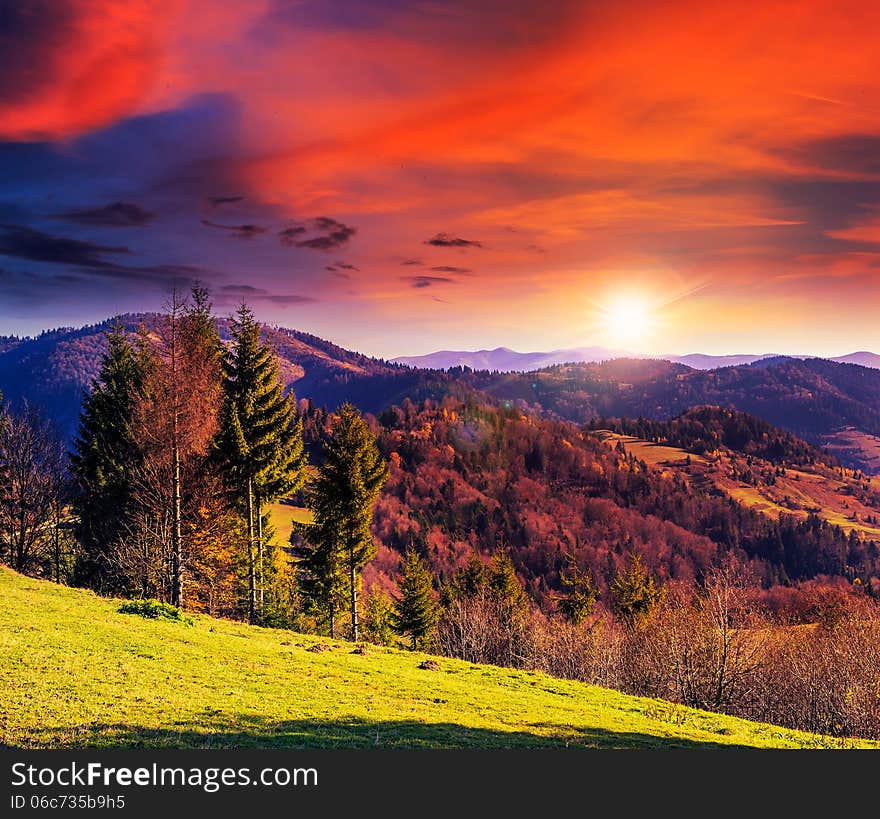 Coniferous forest on a steep mountain slope in evening. Coniferous forest on a steep mountain slope in evening