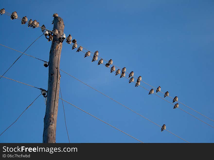 Birds sit on wires