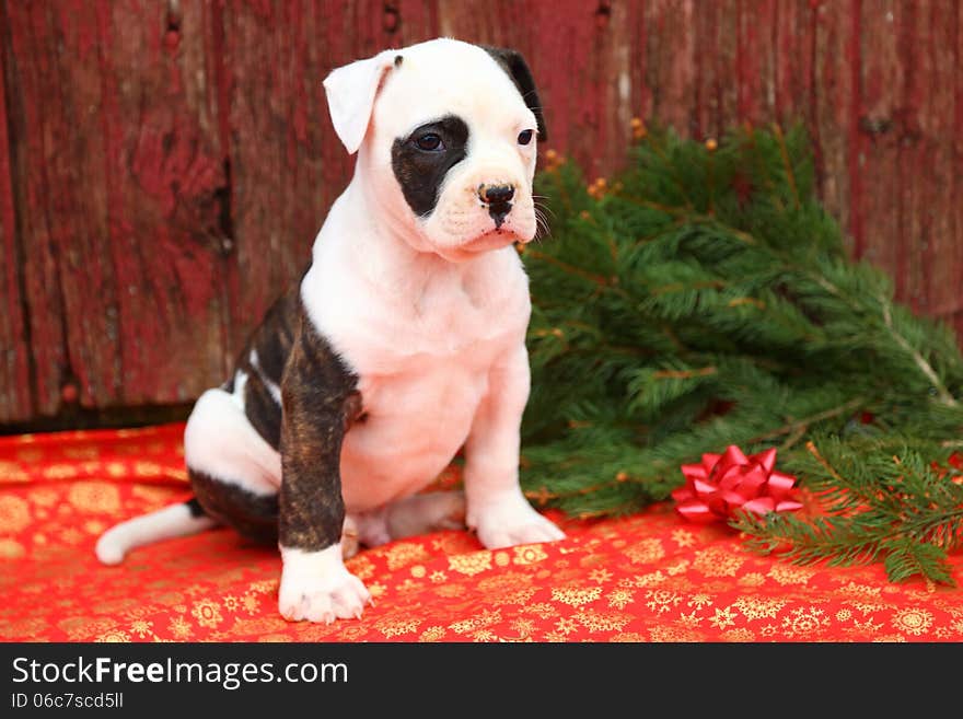 An American Bulldog puppy sits in front of an old red barn. The red and gold snowflake printed blanket and fresh cut evergreens give this image a Christmas vibe. An American Bulldog puppy sits in front of an old red barn. The red and gold snowflake printed blanket and fresh cut evergreens give this image a Christmas vibe.