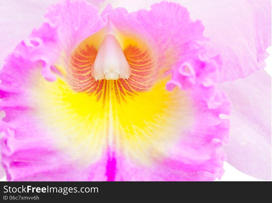 Pink flowers isolated on white