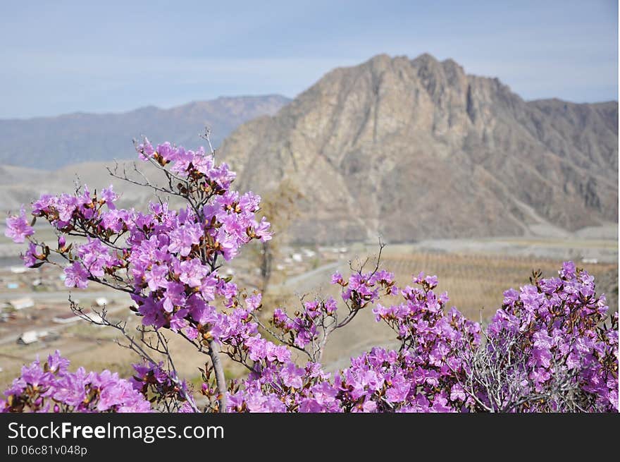 Beautiful Purple Flowers