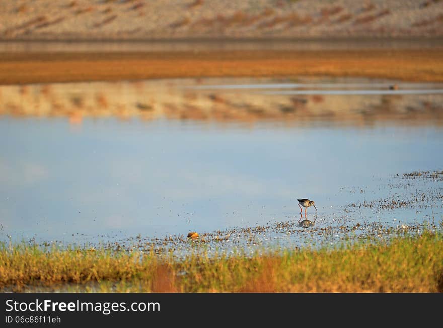 Black winged stilt looking for food