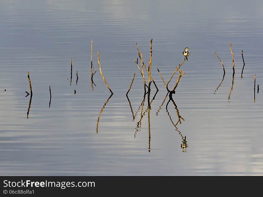 Wagtail standing on a branch