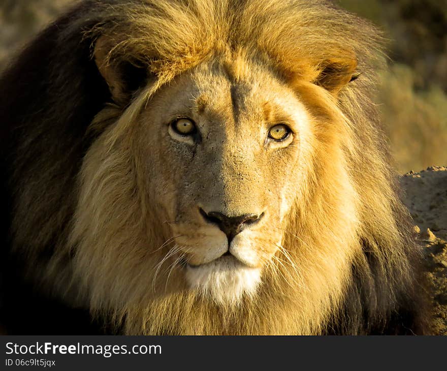 Close up of a magnificent male lion with a black mane and yellow eyes. Taken in late afternoon sun light in South Africa. Close up of a magnificent male lion with a black mane and yellow eyes. Taken in late afternoon sun light in South Africa.