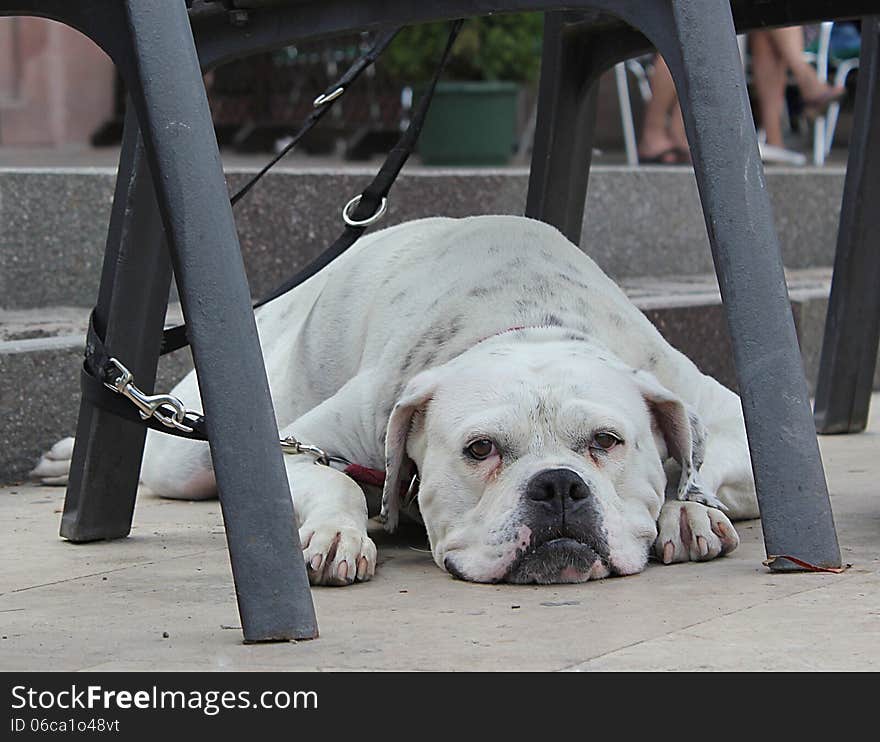 English bulldog lying under a chair with sad expression. English bulldog lying under a chair with sad expression