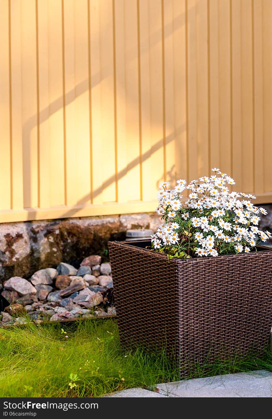 Flower of chamomile in a wicker vase on the terrace