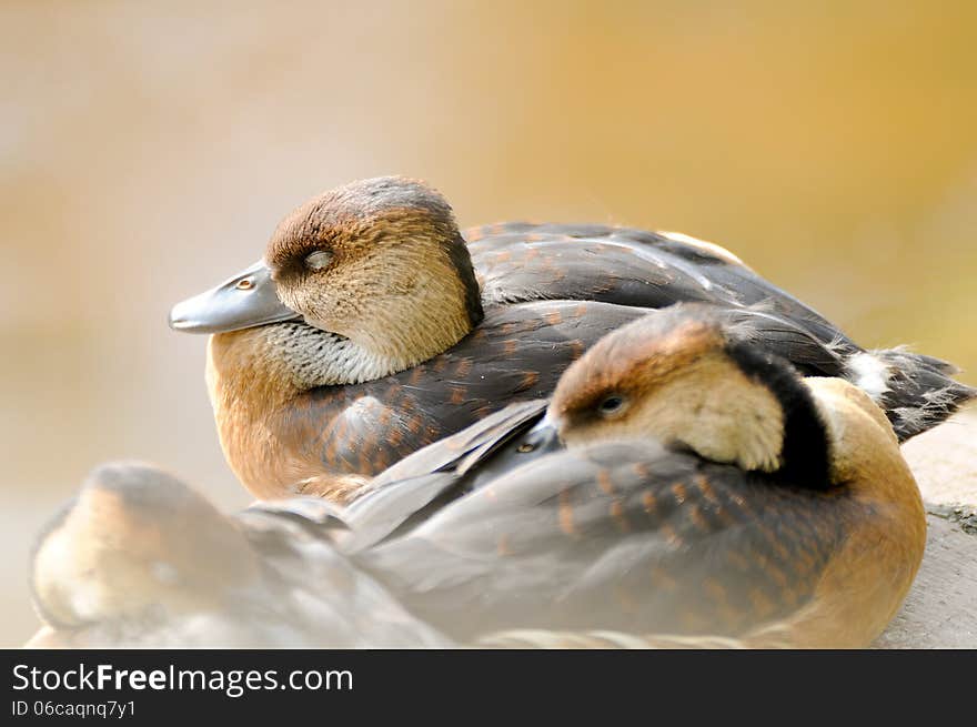 Hazy sleeping ducks set against a green yellow background