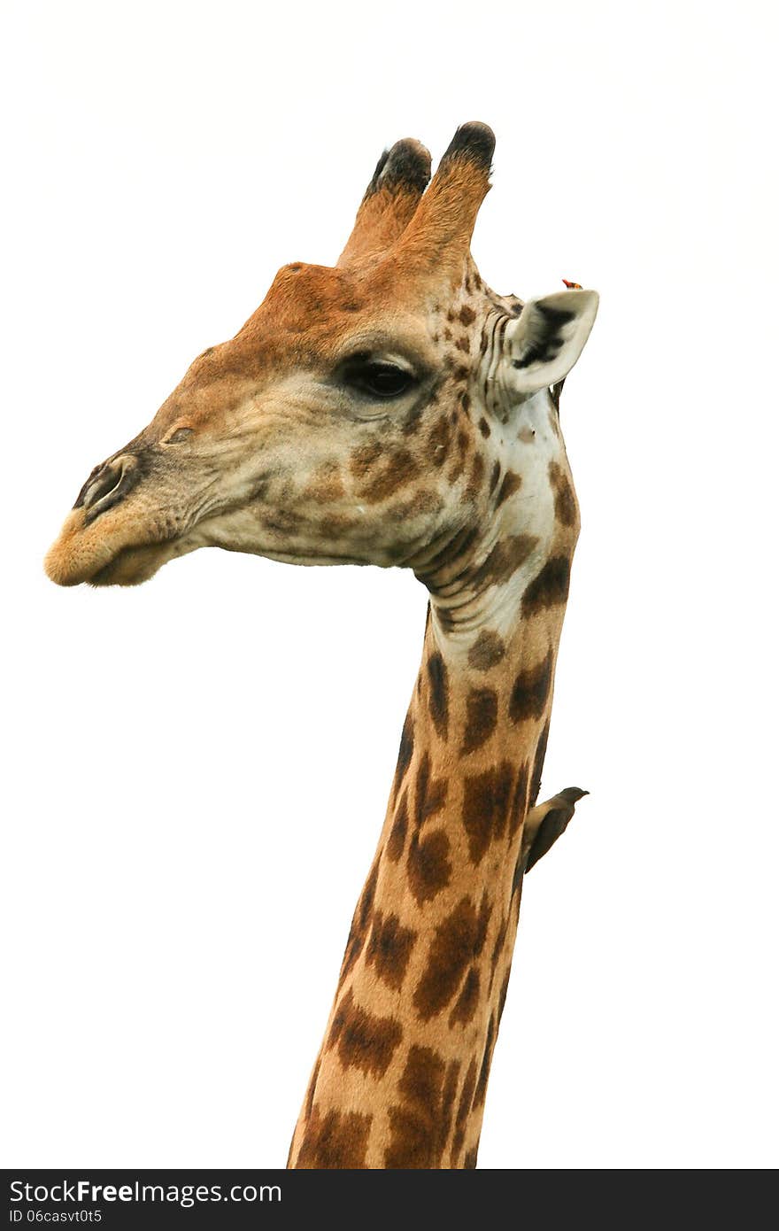 Giraffe head isolated Giraffa camelopardalis