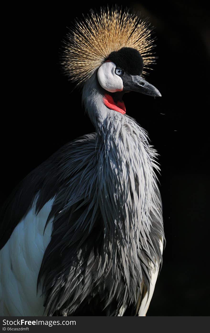 A tall Grey Crowned Crane africa balearica with beautiful grey plumage, photographed in South Africa.