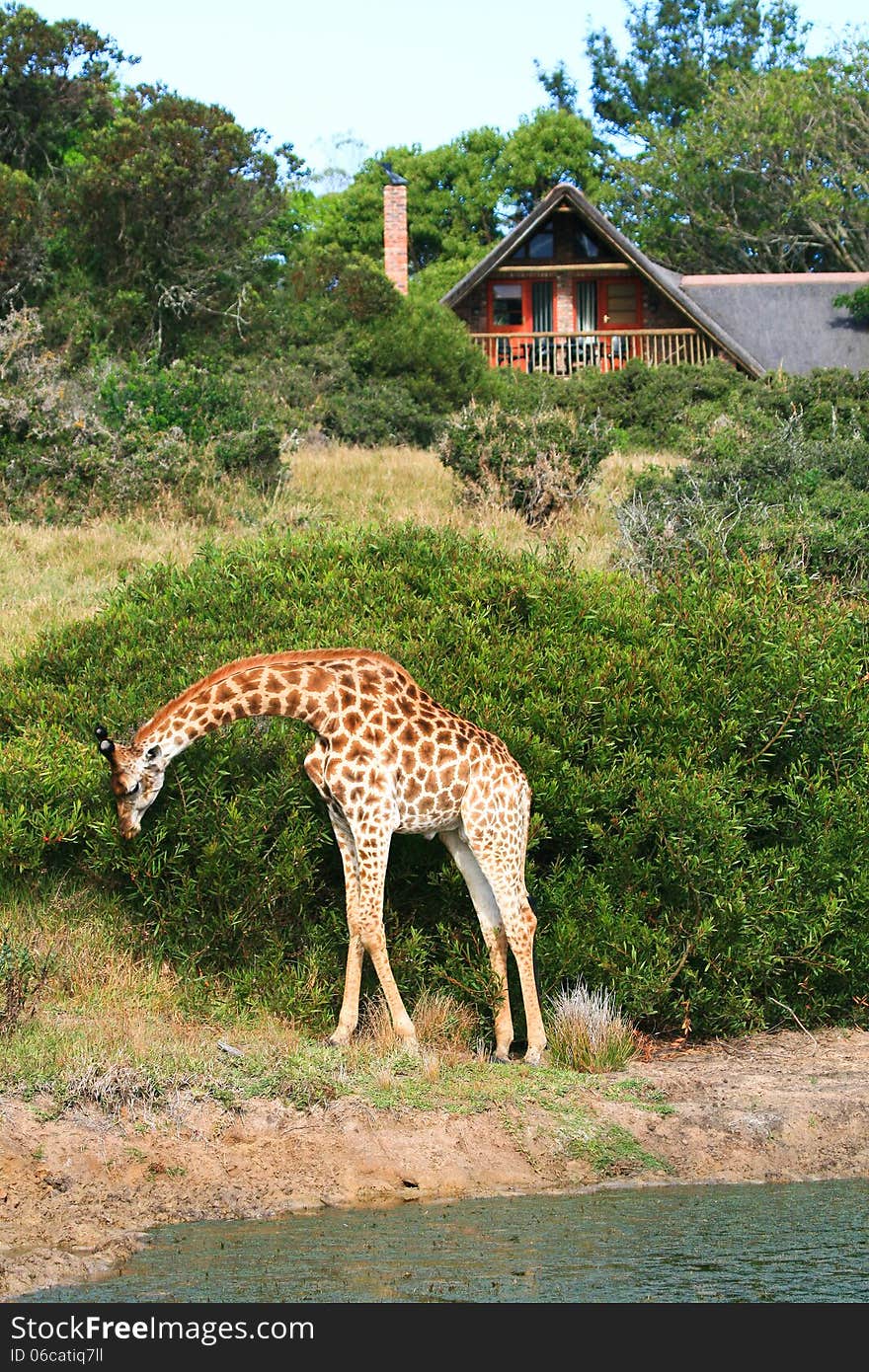 A giraffe Giraffa camelopardalis browses on shrubs outside a game lodge in South Africa. A giraffe Giraffa camelopardalis browses on shrubs outside a game lodge in South Africa.