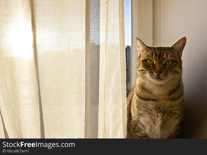 Cat staring into camera and sits on the window board