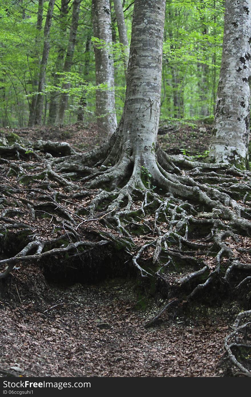 The roots of the trees in autumn