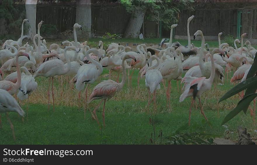 Flamingo Birds in the green landscape with nice colors