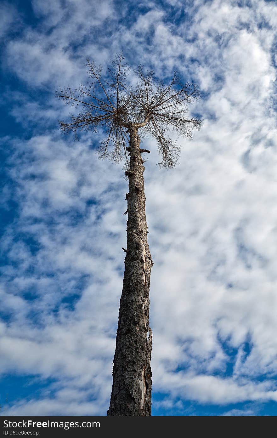 Giant tree rise against blue sky