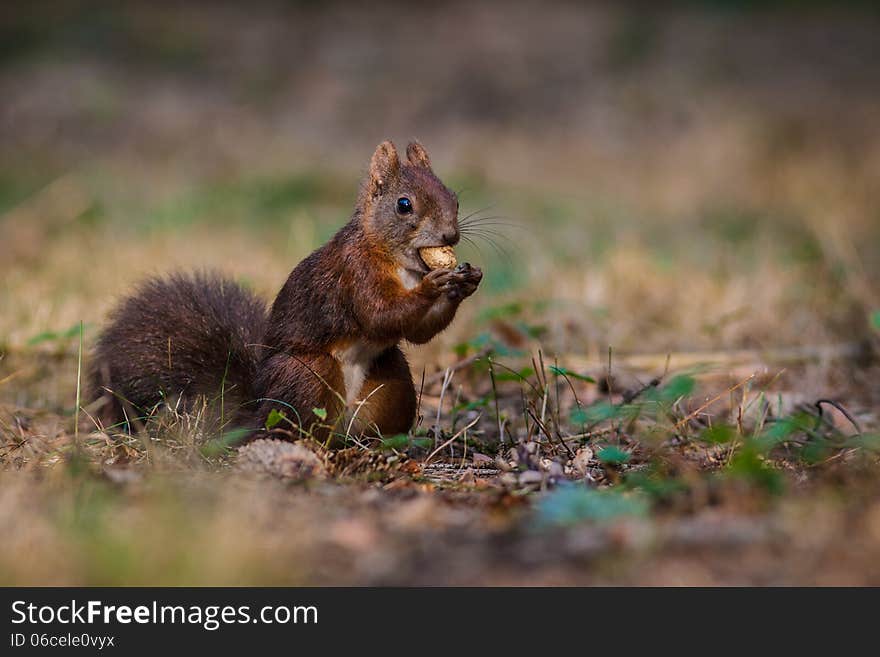 Squirrel