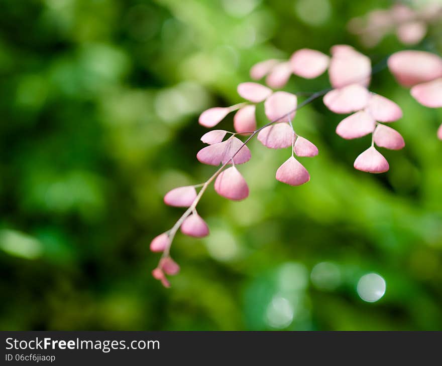 Adiantum capillus veneris fern pink color in natural forest. Adiantum capillus veneris fern pink color in natural forest