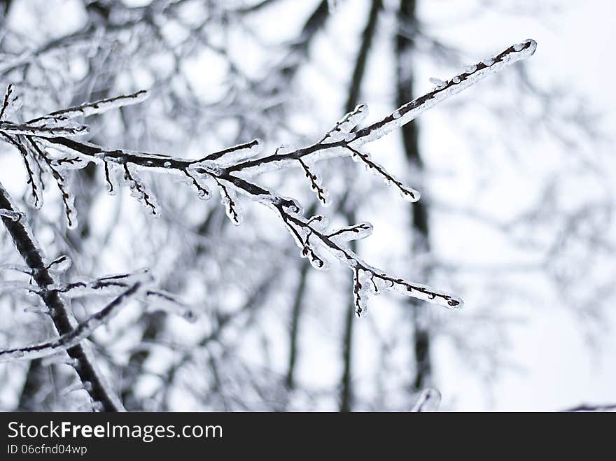 Frozen branch coated with ice after winter storm