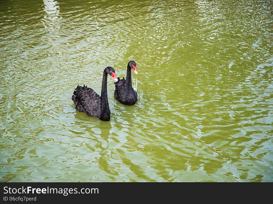 Black Swans