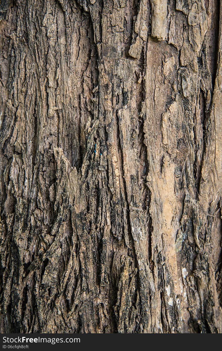 Detail shot of a brown rough bark.