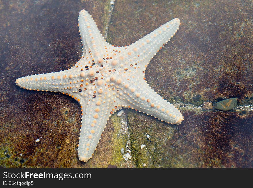 White Starfish in the water