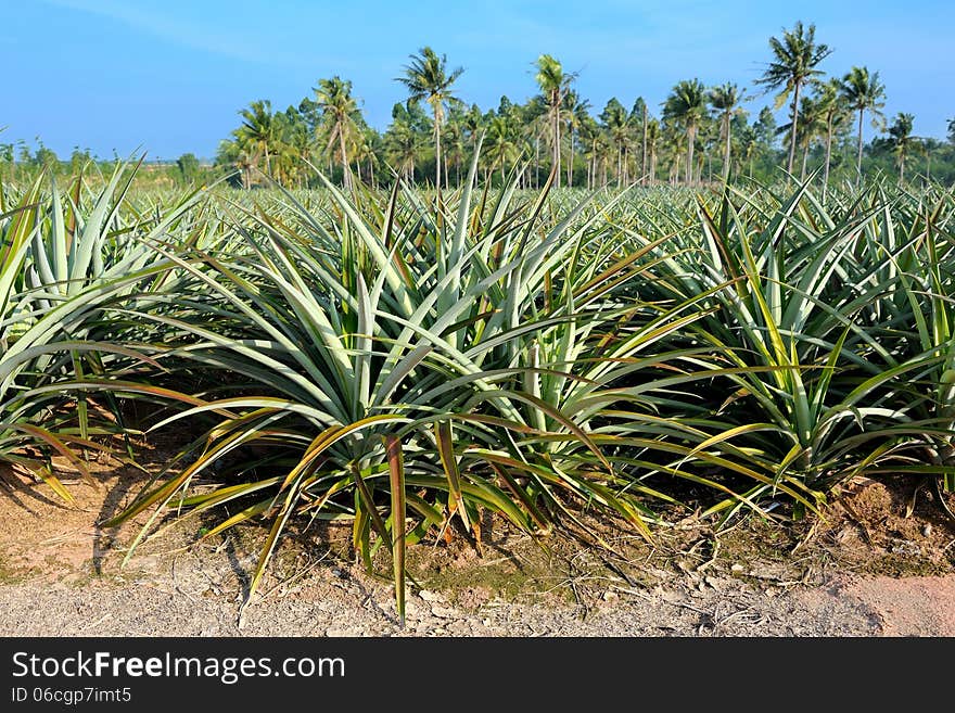 Pineapple field