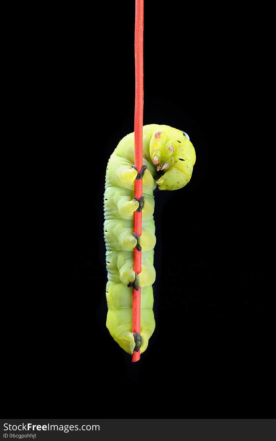 Green worm